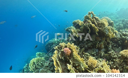 Beautifiul underwater view with tropical coral reefs Beautifiul underwater view with tropical coral reefs 104142314