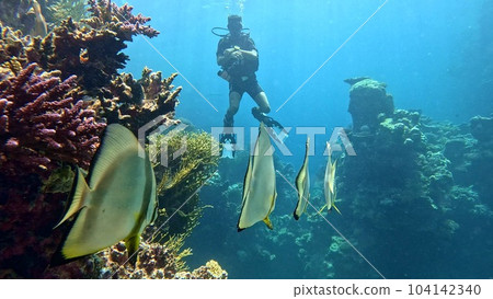 Beautifiul underwater view with tropical coral reefs Beautifiul underwater view with tropical coral reefs 104142340