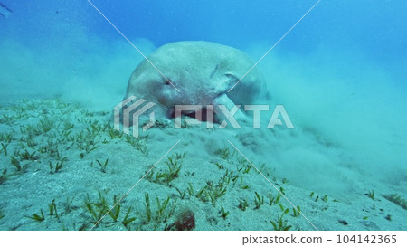 Dugong eating grass on sea bottom, Red sea, Egypt. 104142365