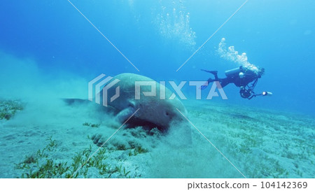 Dugong eating grass on sea bottom, Red sea, Egypt. 104142369
