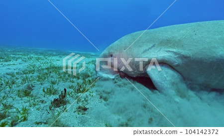 Dugong eating grass on sea bottom, Red sea, Egypt. 104142372