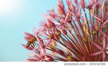 A flying spring honey bee (Apis mellifera) pollinating a purple allium flower blossom. 104142380