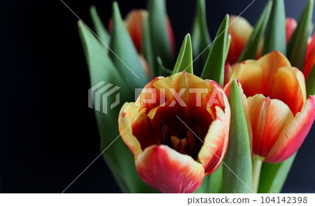 Closeup Photo Of Selectively Bred Tulips With Red And Yellow Petals On Black Background Closeup Photo Of Selectively Bred Tulips With Red And Yellow Petals On Black Background 104142398