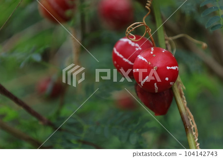 紅底白紋沖繩麻雀葫蘆果實 104142743