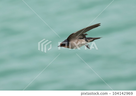 Swallows flying on the beautiful green surface Ryukyu Swallow Swallows flying on the beautiful green surface Ryukyu Swallow 104142969