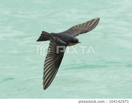 Swallows flying on the beautiful green surface Ryukyu Swallow 104142971