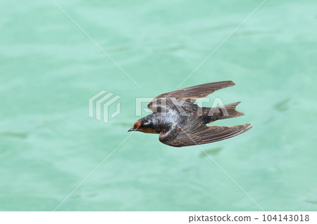 Swallows flying on the beautiful green surface Ryukyu Swallow 104143018