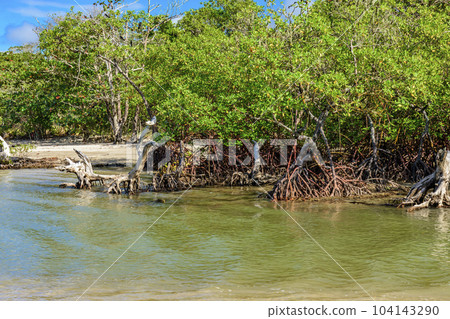 Mangrove with its trees and roots sprouting from the waters 104143290