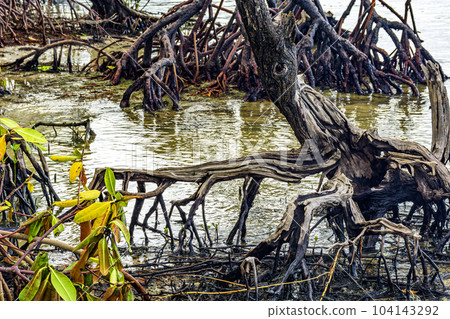 View from inside the mangrove with trees and roots in the water View from inside the mangrove with trees and roots in the water 104143292