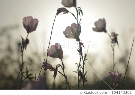 A silhouette of a flower illuminated by the sun. 104143301