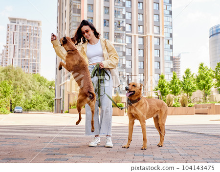 Charming young girl walks along the city street with two golden dogs on a sunny day. The girl plays and trains pets. Love and affection between owner and pet. Adopting a pet from a shelter. Charming young girl walks along the city street with two golden dogs on a sunny day. The girl plays and trains pets. Love and affection between owner and pet. Adopting a pet from a shelter. 104143475
