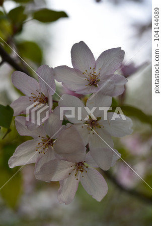 Light pink apple blossoms in spring. Beautiful apple and bokeh flowers. Large flowers. Light pink apple blossoms in spring. Beautiful apple and bokeh flowers. Large flowers. 104144089