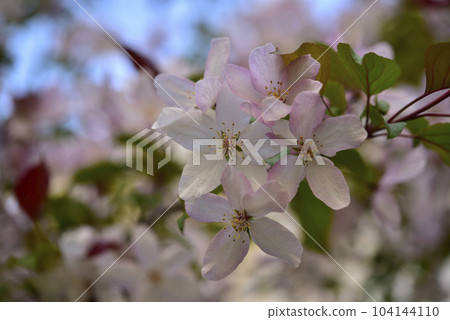 Light pink apple blossoms in spring. Beautiful apple and bokeh flowers. Large flowers. Light pink apple blossoms in spring. Beautiful apple and bokeh flowers. Large flowers. 104144110