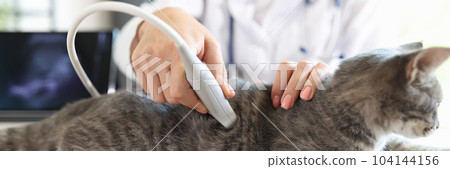 Veterinarian conducts an ultrasound examination of cat Veterinarian conducts an ultrasound examination of cat 104144156