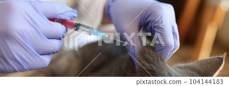 Veterinarian makes kitten vaccination in clinic closeup 104144183
