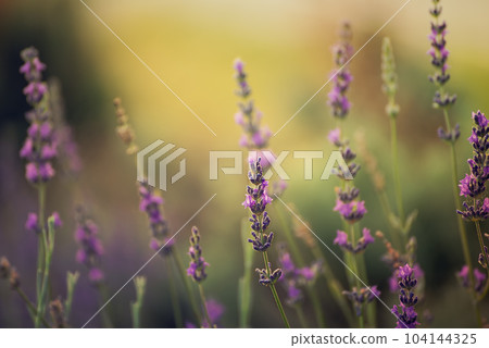 Lavender beautiful flowers Lavender beautiful flowers 104144325