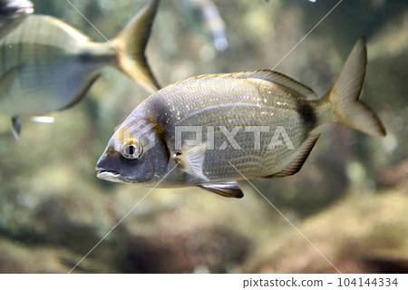 A sparrallion swimming in the ocean with other fish. A sparrallion swimming in the ocean with other fish. 104144334