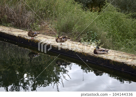 Three ducks resting on a stone wall Three ducks resting on a stone wall 104144336