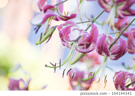 風中搖曳的鹿野百合 104144341