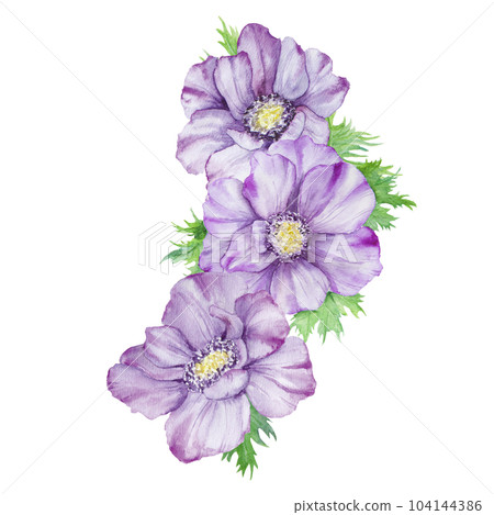 Watercolor hand drawn purple anemones with green leaves isolated on white background. Watercolor hand drawn purple anemones with green leaves isolated on white background. 104144386