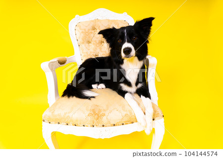 Young Black and white Border collie sitting and looking at the camera Young Black and white Border collie sitting and looking at the camera 104144574