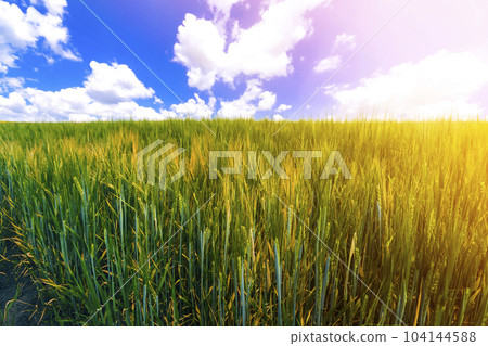 Beautiful serene landscape of green organic young corn field. Agriculture, environment and harvest concept. Fresh green field in summer with blue sky and white puffy clouds. 104144588