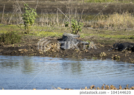 American alligators enjoying the heat from the sun on the bank of the lake in Florida 104144620