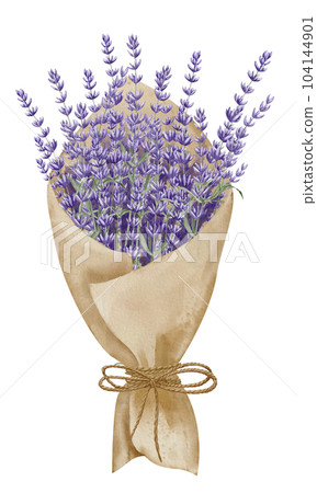 Bouquet of Lavender Flowers in paper with ribbon. Hand drawn watercolor illustration on white isolated background for greeting cards or wedding invitations. Floral Province drawing for icon or logo. 104144901