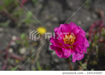 Beautiful flowers of Portulaca Portulaca. Large flowers of Portulaca. Multicolored flowers. 104145007