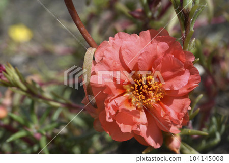 Beautiful flowers of Portulaca Portulaca. Large flowers of Portulaca. Multicolored flowers. 104145008