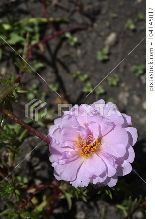 Beautiful flowers of Portulaca Portulaca. Large flowers of Portulaca. Multicolored flowers. Beautiful flowers of Portulaca Portulaca. Large flowers of Portulaca. Multicolored flowers. 104145012