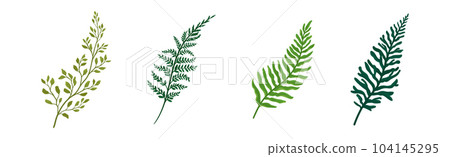 Green Fern and Frond with Stem and Leaves Vector Set 104145295