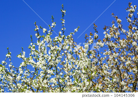 Fruit tree branches with blooming white flowers on blue sky background, beautiful springtime scene 104145306