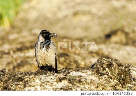 Hooded crow, Corvus cornix, grey crow, beautiful profile portrait on Baltic sandy seashore 104145322