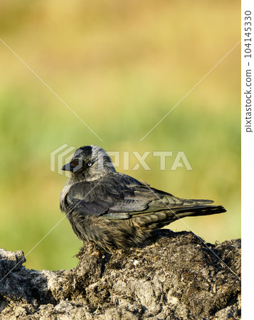 The western jackdaw, Corvus monedula, or simply the jackdaw, sitting on the Baltic seashore The western jackdaw, Corvus monedula, or simply the jackdaw, sitting on the Baltic seashore 104145330