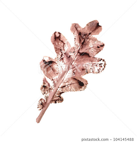 Imprint of fall dried oak leaf isolated on white background. Watercolor illustration of autumn silhouette for texture, posters, frame, design element Imprint of fall dried oak leaf isolated on white background. Watercolor illustration of autumn silhouette for texture, posters, frame, design element 104145488