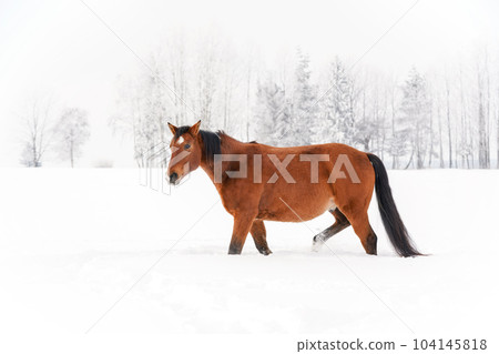 Brown horse on snow covered field, overcast morning, blurred trees in background. Brown horse on snow covered field, overcast morning, blurred trees in background. 104145818