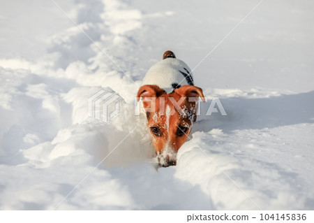 Small Jack Russell terrier wading through deep snow, ice crystals on her nose. 104145836