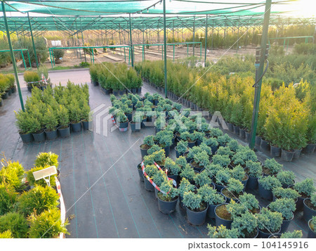 Sale of seedings 104145916