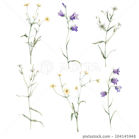 clipart of meadow and forest flowers watercolor. Campanula patula, little bell, bluebell, rapunzel. Rabelera holostea, stellaria. buttercup, Ranunculus acris, sitfast, spearworts or water crowfoots 104145948