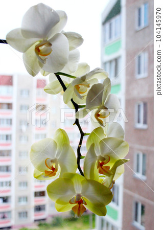 blooming tender orchids as a part of interior blooming tender orchids as a part of interior 104145970