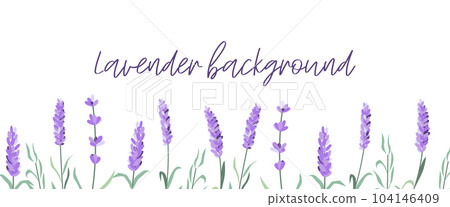 Set of lavender flowers elements. Lavender background. Collection of lavender flowers Set of lavender flowers elements. Lavender background. Collection of lavender flowers 104146409