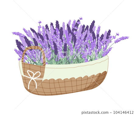 Harvesting lavender. Basket with lavender 104146412
