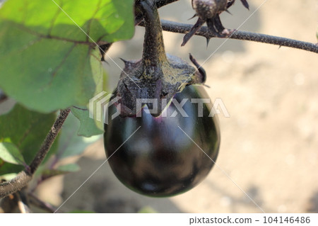 加茂茄子京都蔬菜 104146486
