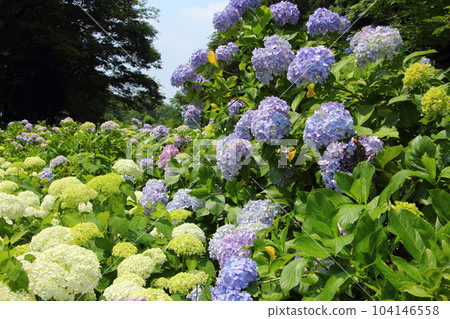 荻窪公園（群馬縣前橋市）的繡球花 104146558