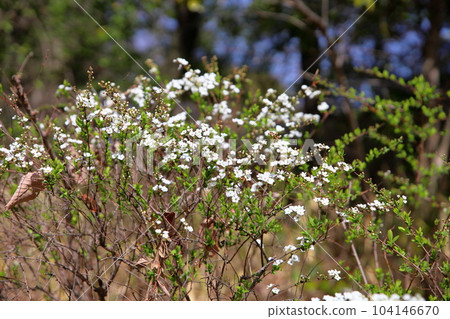 初春，初開柳花 104146670