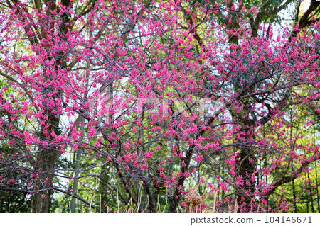 Early spring Kanhizakura in full bloom 104146671