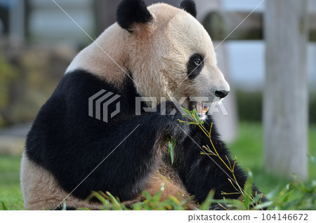 Aihama eating bamboo deliciously 104146672