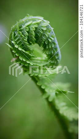 green fern leaf 104146721