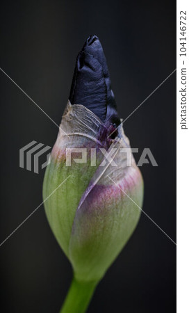 fresh iris flower bud 104146722